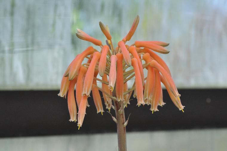 Aloe maculata (c) copyright 2012 by James E. Shields.  All rights reserved.
