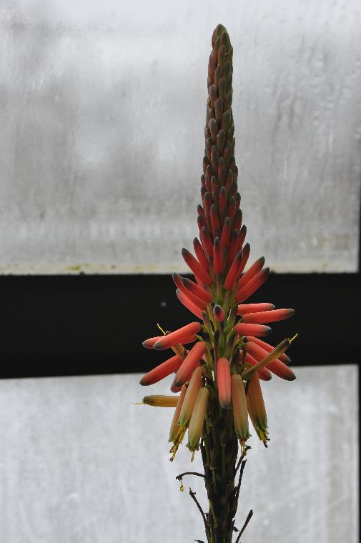 Aloe microstigma (c) copyright