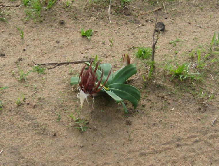 Ammocharis tinneana in Tanzania (c) copyright 2012 by James E. Shields.  All rights reserved