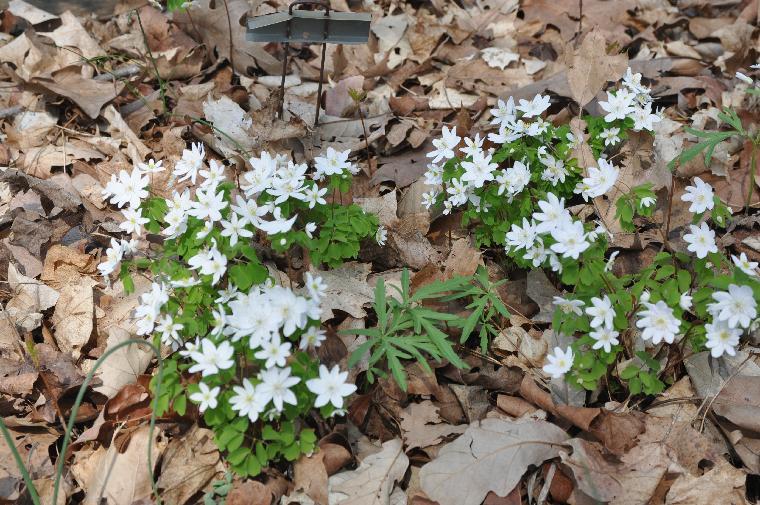 Anemonella thalictroides (c) copyright James E. Shields.  All rights reserved.