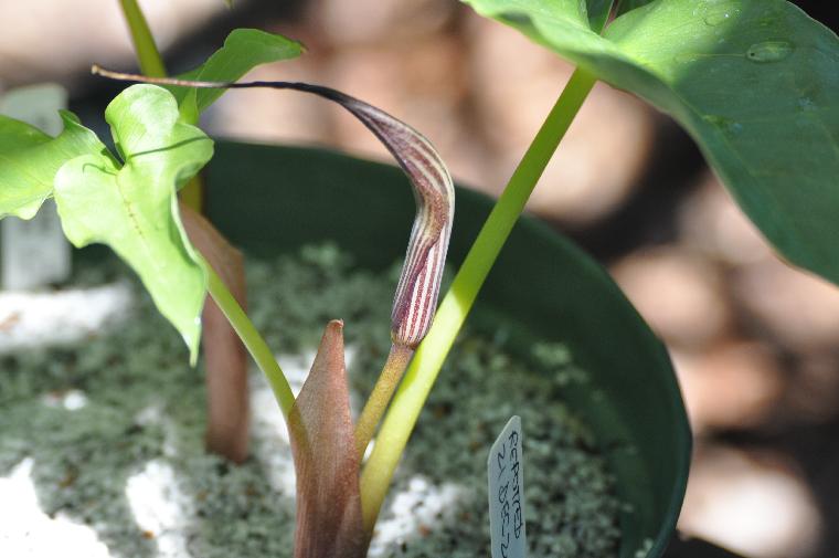 Arisaema fargesii (c) copyright 2011 by James E. Shields.  All rights reserved.