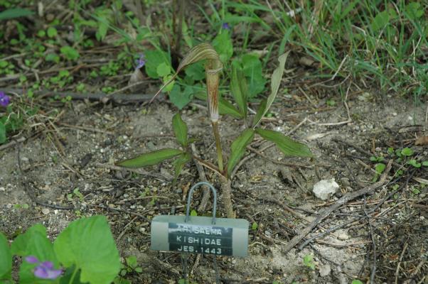 Arisaema kishidae (c) Shields Gardens Ltd.  All rights reserved.