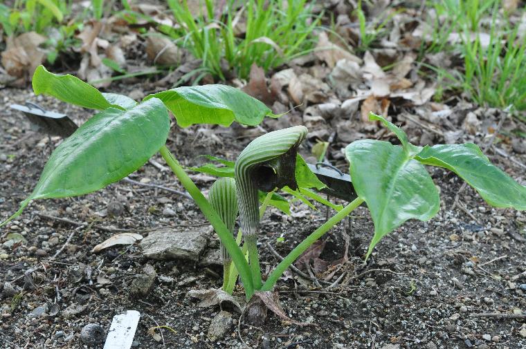 Arisaema ringens (c) copyright 2012 by James E. Shields.  All rights reserved.