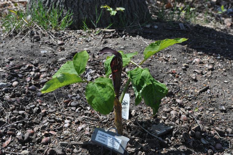 Arisaema engleri (c) copyright 2011 by James E. Shields. All rights reserved.