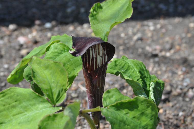 Arisaema engleri (c) copyright 2011 by James E. Shields. All rights reserved.