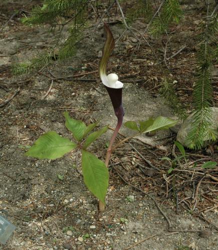 Arisaema sikokianum (c) copyright Shields Gardens Ltd.  All rights reserved.