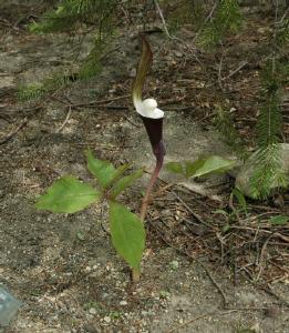 Arisaema sikokianum (c) copyright 2007 by Shields Gardens Ltd.  All rights reserved.