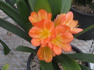 Clivia miniata Belgian hybrid ID'Flor (c) copyright 2009 by Shields Gardens Ltd.  All rights reserved.