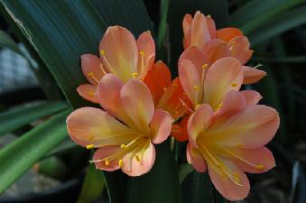 Clivia miniata Belgian hybrid ID'Flor (c) copyright 2009 by Shields Gardens Ltd.  All rights reserved.