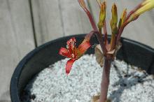 Brunsvigia litoralis (c) copyright 2009 by Shields Gardens Ltd.  All rights reserved.