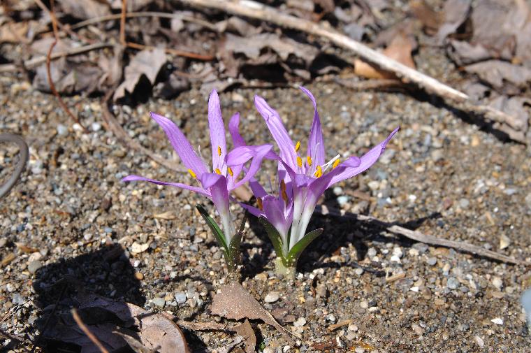 Bulbocodium vernum (c) copyright 2010 by Shields Gardens Ltd.  All rights reserved.