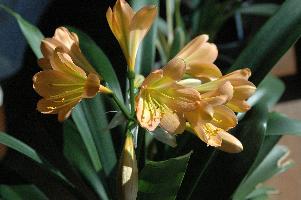 Clivia Cameron Peach (c) copyright 2009 by Shields Gardens Ltd.  All rights reserved.