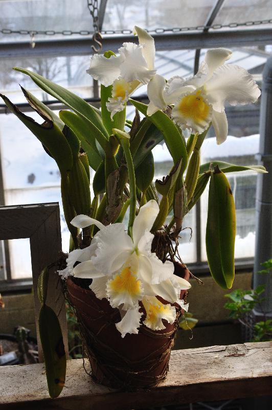 Cattleya hybrid (c) copyright 2013 by James E. Shields.  All rights reserved.