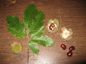 Chinese Chestnut (c) copyright 2009 by Shields Gardens Ltd.  All rights reserved.