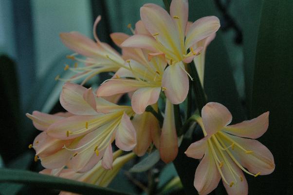 Clivia Chubb's Pretty Pink (c) copyright 2008 by Shields Gardens Ltd.  All rights reserved.