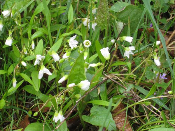 Claytonia caroliniana (c) copyright 2008 by Shields Gardens Ltd.  All rights reserved.