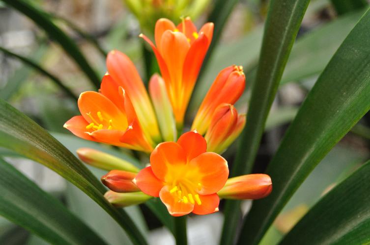 Clivia ['Abigail' x 'Doris'] (c) copyright 2010 by Shields Gardens Ltd.  All rights reserved.