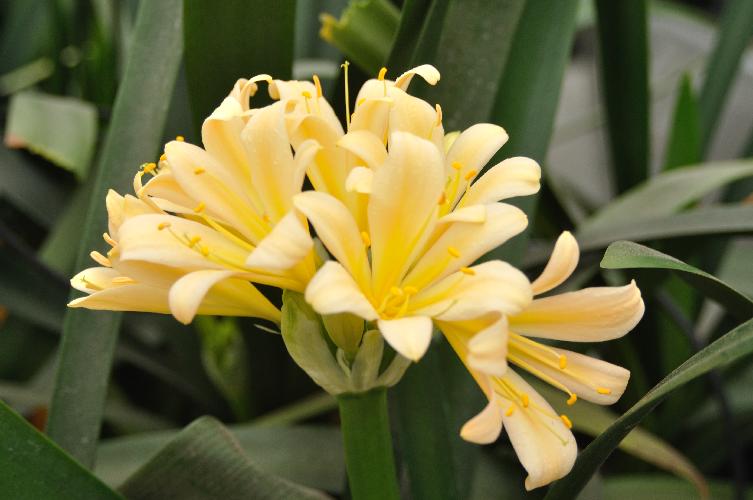 Clivia Chubb Peach (c) copyright 2010 by Shields gArdens Ltd.  All rights reserved.