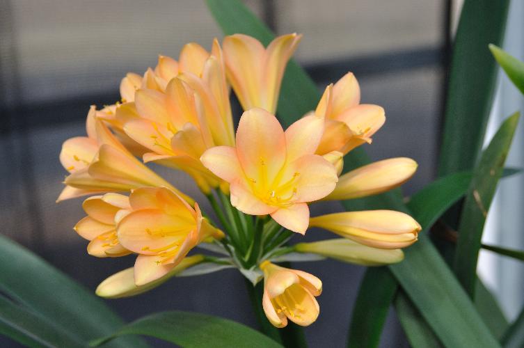 Clivia Chubb Pretty Pink (c) copyright 2010 by Shields Gardens Ltd.  All rights reserved.