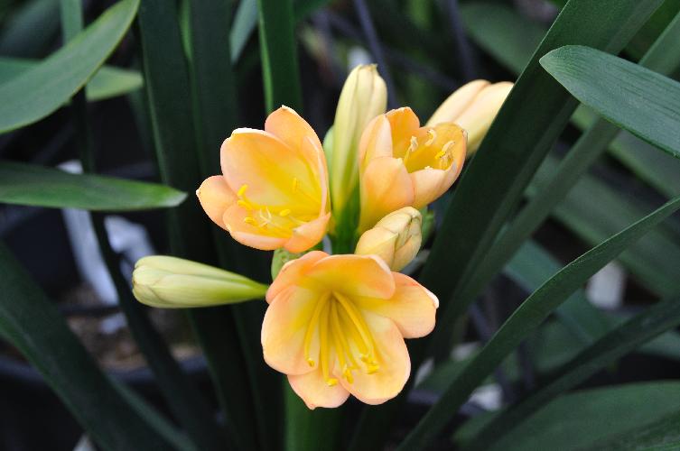 Clivia Conway's Tessa (c) copyright Shields Gardens Ltd.  All rights reserved.