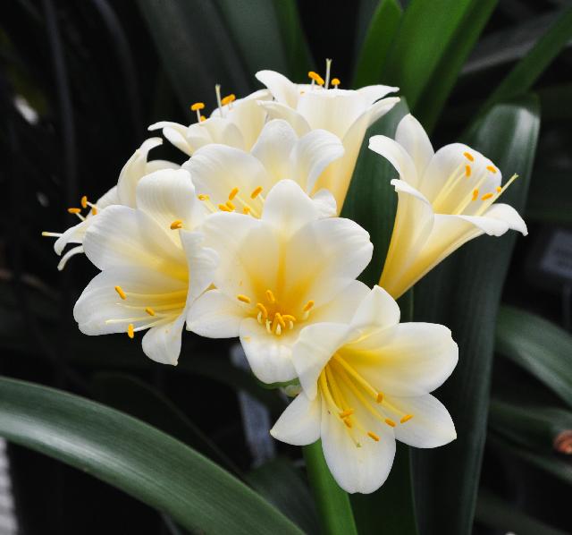 Clivia cream ex Solomone Pink (c) copyright 2011 by James E. Shields.  All rights reserved.