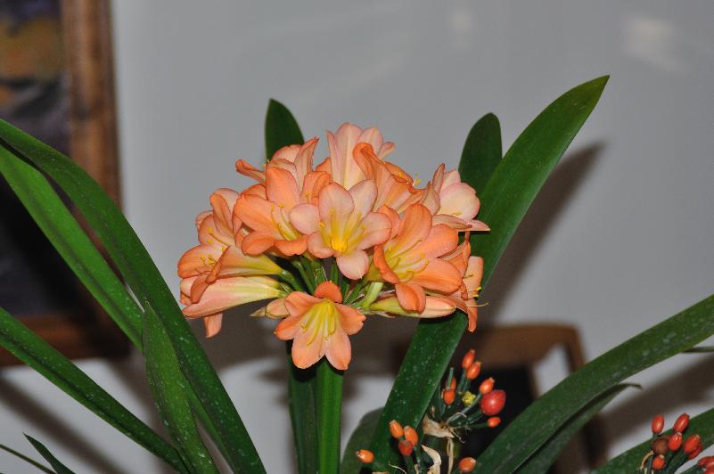 Clivia [Foxy Lady x L-35] (c) copyright 2013 by James E. Shields.  All rights reserved.