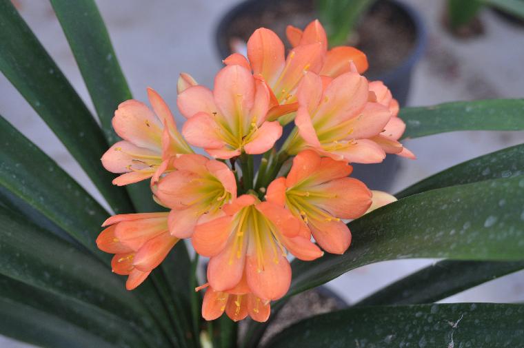 Clivia [Foxy Lady x L35] (c) copyright 2012 by James E. Shields.  All rights reserved.