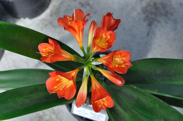 Clivia Hammett 82065 (c) copyright Shields Gardens Ltd.  All rights reserved.