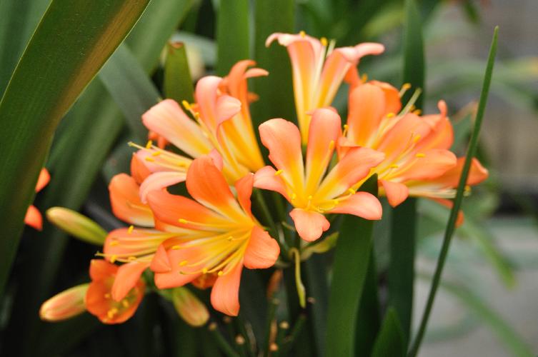 Clivia miniata Ita's Spider (c) copyright 2010 by Shields Gardens Ltd.  All rights reserved.