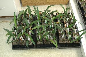 Young Clivia seedlings in trays