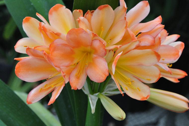 Clivia miniata Solomone Picotee (c) copyright 2011 by James E. Shields.  All rights reserved.