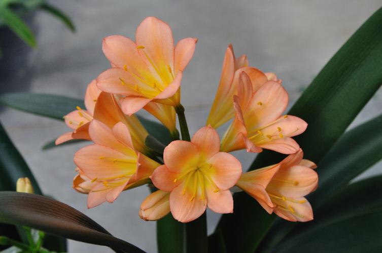 Clivia Solomone Pink #2013 (c) copyright 2010 by Shields Gardens Ltd.  All rights reserved.