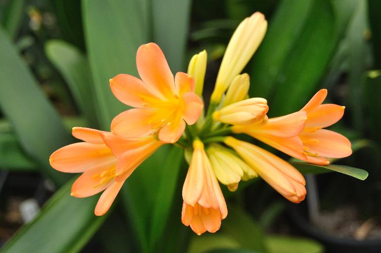 Clivia Solomone Pink (c) copyright 2010 by Shields Gardesn Ltd.  All rights reserved.
