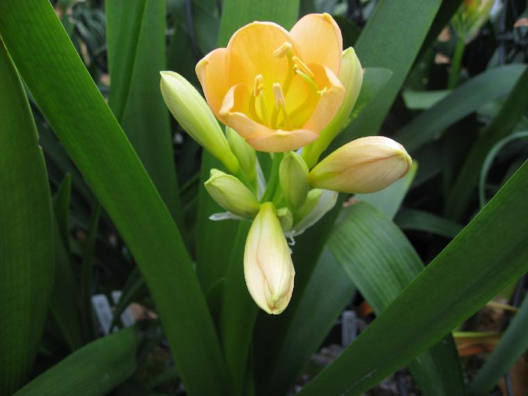 Clivia [Sunrise Sunset x Tessa] (c) copyright 2010 by Shields Gardens Ltd.  All rights reserved.