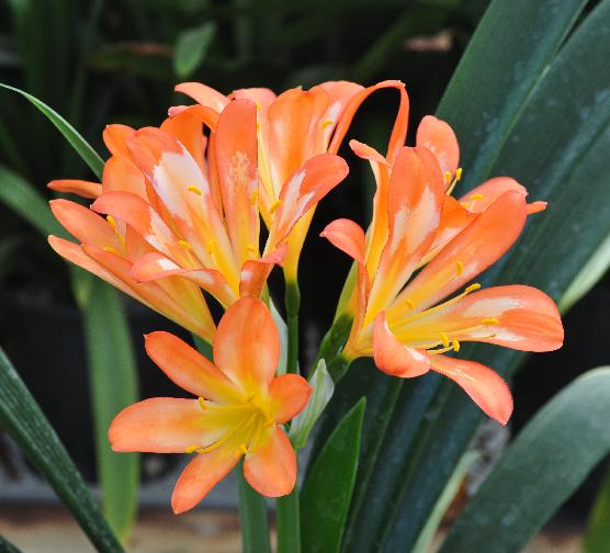 Clivia miniata seedling of Watercolor x Doris (c) copyright 2011 by James E. Shields.  All rights reserved.