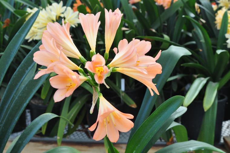 Clivia ex Solomone Pink (c) copyright 2011 by James E. Shields.  All rights reserved.