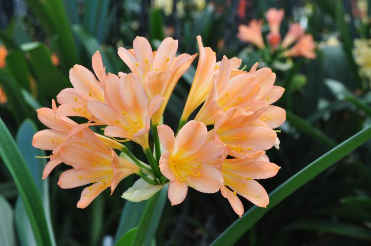 Clivia ex Solomone Pink (c) copyright 2011 by James E. Shields.  All rights reserved.