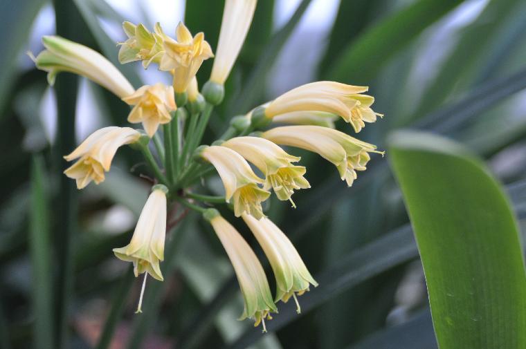 Clivia interspecific No. 1686 (c) copyright by James E. Shields.  All rights reserved.