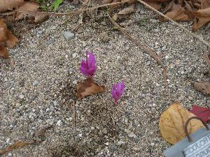 Colchicum atropurpureum (c) copyright 2009 by Shields Gardens Ltd.  All rights reserved.