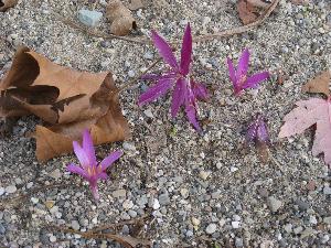 Colchicum atropurpureum 