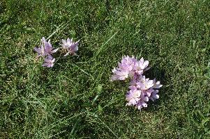 Colchicum byzantinum (c) copyright 2007 by Shields Gardens Ltd.  All rights reserved.