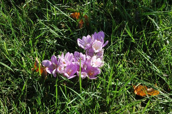 Colchicum byzantinum (c) copyright 2008 by Shields Gardens Ltd.  All rights reserved.