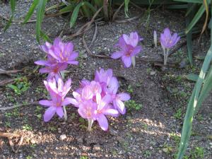 Colchicum cilicicum (c) copyright 2007 by Shields Gardens Ltd.  All rights reserved.