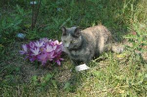 Colchicum cilicicum and Smokey (c) copyright 2007 by Shields Gardens Ltd.  All rights reserved.