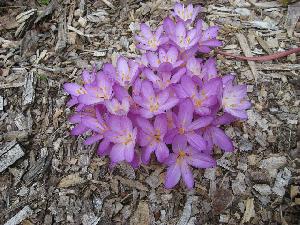 Colchicum cilicicum 'Purpureum' (c) copyright 2009 by Shields Gardens Ltd.  All rights reserved.