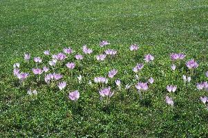 Colchicum speciosum (c) copyright 2007 by Shields gArdens Ltd.  All rights reserved.