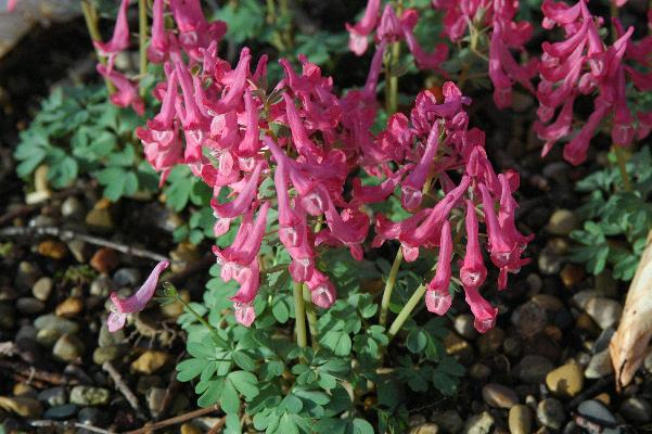 Corydalis 'Beth Evans' (c) copyright 2008 by Shields Gardens Ltd.  All rights reserved.
