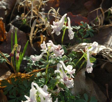 Corydalis kuznetzovii (c) 2008 by Shields Gardens Ltd.  All rights reserved.