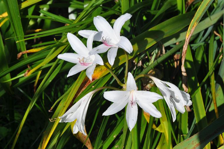 Crinum 'Catherine' (c) copyright 2011 by James E. Shields.  All rights reserved.