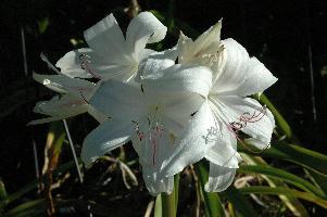 Crinum 'Gonzalez' (c) copyright 2007 by Shields Gardens Ltd.  All rights reserved.